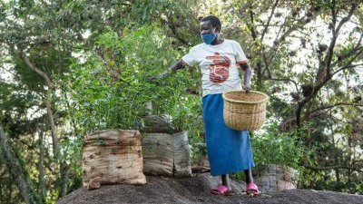 Les Africains en première ligne face à la crise de la biodiversité 